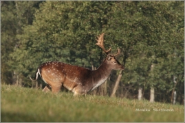 <p>DANĚK SKVRNITÝ (Dama dama) Šluknovsko - Harta /Fallow deer - Damhirsch/</p>